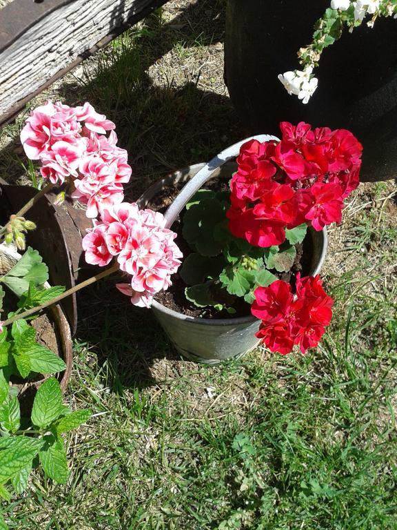 Country House Peace Drinovci 外观 照片